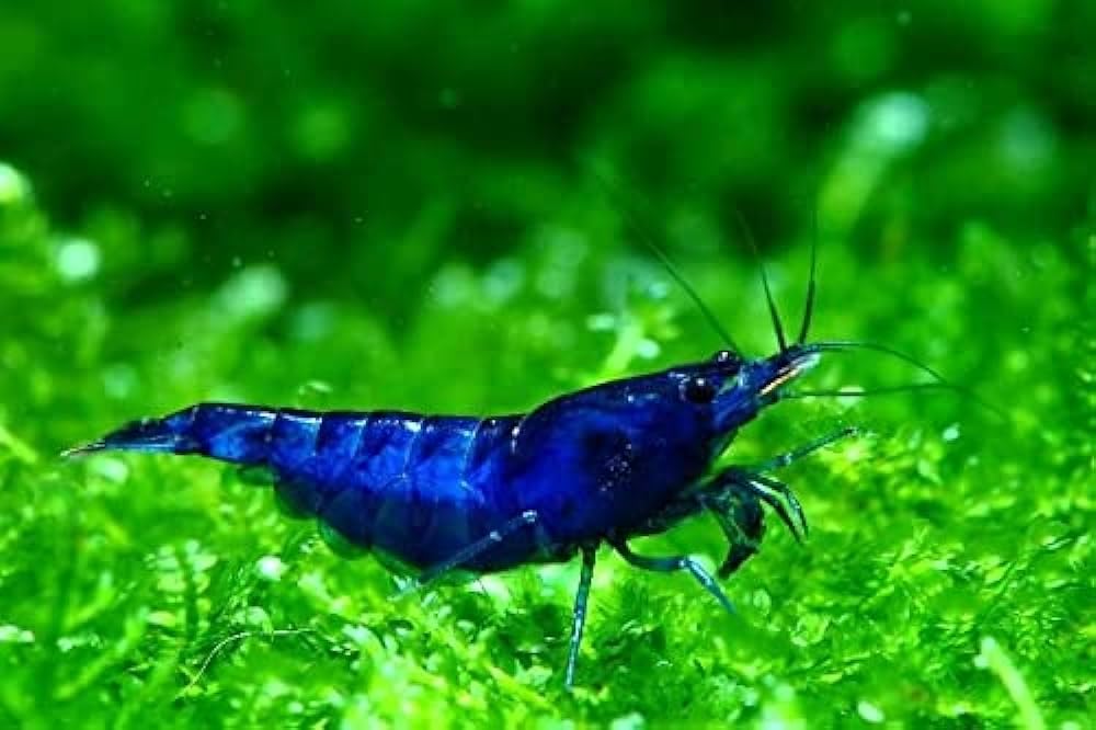 20 High Grade Blue Dream Freshwater Shrimp N370062