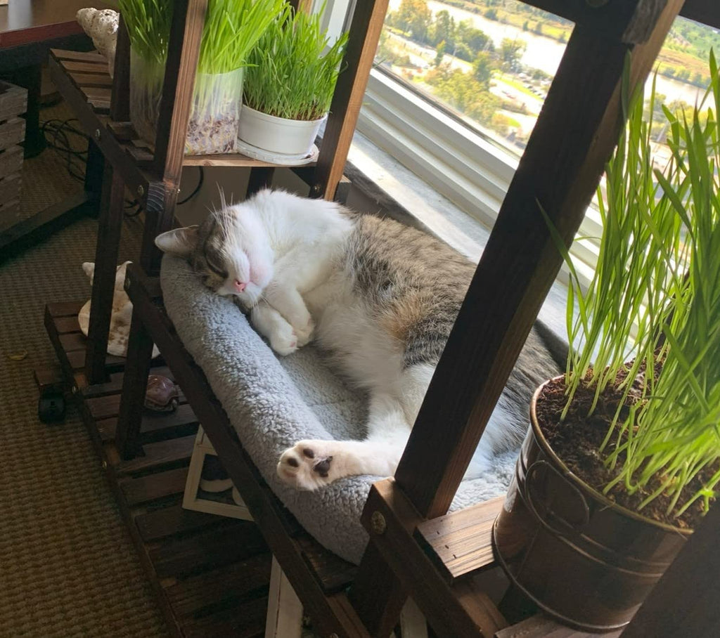 Cat Bed with Pillow, Anti Skid Bottom, Small U8854